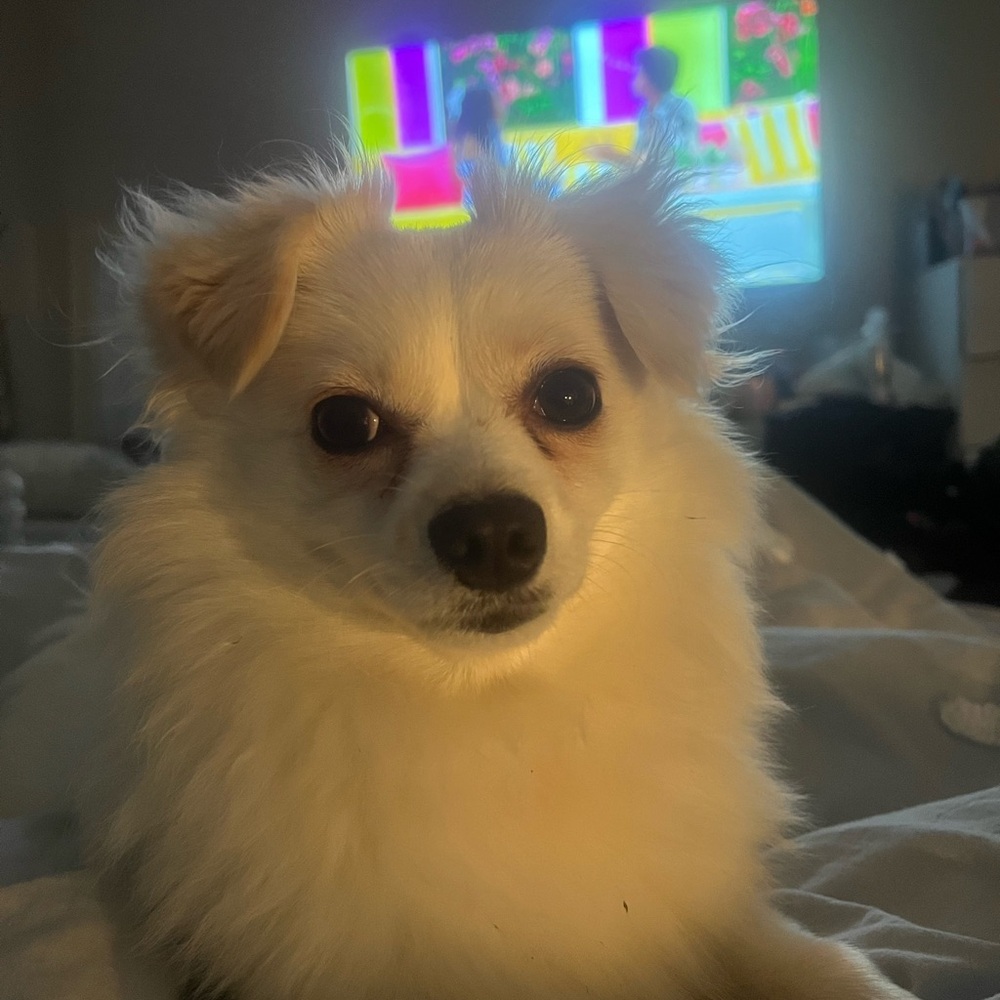 Meet your Posher, Ash